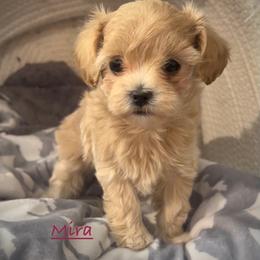 Mira - Apricot female Maltipoo puppy in Lake Ann, Michigan from Riyem Wildflower Farms