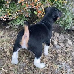 Rat Terrier Puppies from Hawthorne Terriers