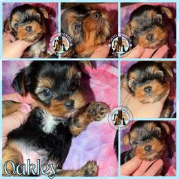 Oakley - Black and tan male Yorkshire Terrier puppy in London, Kentucky from Soto Yorkies