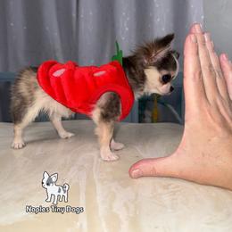 Peeps 8,000 - Black sabled fawn female Chihuahua puppy in Naples, Florida from Naples Tiny Dogs