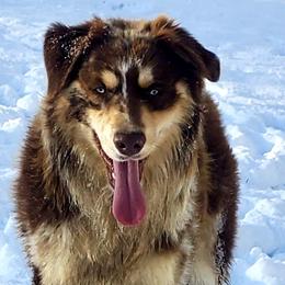 Miniature Australian Shepherds and Toy Australian Shepherds from Diamond M Toy & Mini Aussies