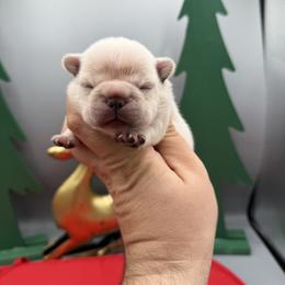 Rose - Cream female French Bulldog puppy in Largo, Florida from Infinity Frenchies