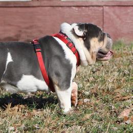 Capri - Bulldog