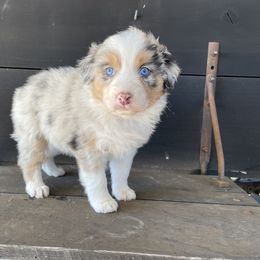Girl 3 - Australian Shepherd puppy in Blum, Texas from 4P Poteet Farms