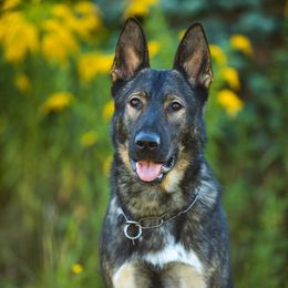 Mittens - German Shepherd