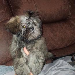 Poppi - Silver female Shih Tzu puppy in Birmingham, Alabama from K&D kennels