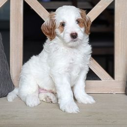 Coconut - Parti male Goldendoodle puppy in Beverly Hills, Florida from Bundle of Joy Doodles