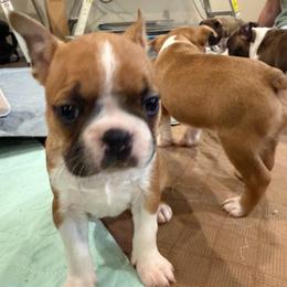 Poppy - Fawn female Boston Terrier puppy in Wellington, Ohio from Twist of Faith Farms