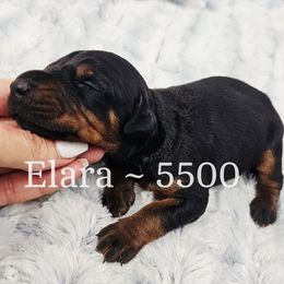 Elara - Black and rust female Doberman Pinscher puppy in Aurora, Indiana from Double-Take Doberman Kennels