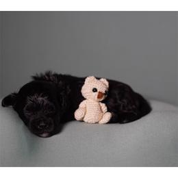 Grumpy (Red Collar) - Black male Shihpoo puppy in Las Vegas, Nevada from Plush Toy Poodle Puppies & Pals