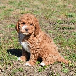 Alakay - Cream male Cockapoo puppy in Hopkins, South Carolina from Sugar and Spice Cockapoos