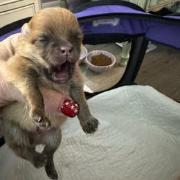 Pomeranian Puppies from Lori’s Precious Poms