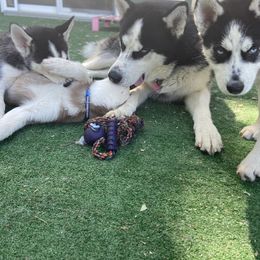 "Papa Gunnar and pups" Siberian Husky Puppies from Phresh Pharm Husky Ranch