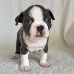 Obsidian - Blue male Boston Terrier puppy in West Jefferson, Ohio from Kline Kennels