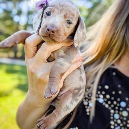 Caramel Apple - Dapple female Dachshund puppy in Marion, Ohio from Doodles & Doxies