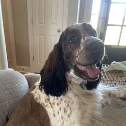 Pippa - English Springer Spaniel