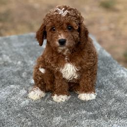 Boy 1 - Red  male Goldendoodle puppy in Cuero, Texas from Firestorm Kennel