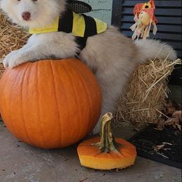 Pomsky and Siberian Husky Puppies from Whitmore Wolfpack LLC