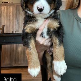 Aussiedoodle Puppies from Madeline Wendt