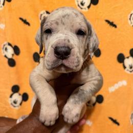 Boy 5 - Blue brindle male Great Dane puppy in Anderson, South Carolina from QCM DANES