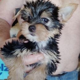 Chyna - Blue and gold female Yorkshire Terrier puppy in Rogersville, Tennessee from Guys'N' Dolls Yorkshire Terriers