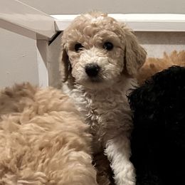 Boy 2 - Parti Poodle puppy in New York from Honeycutt Akc Standard Poodles