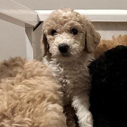 Boy 2 - Parti Poodle puppy in New York from Honeycutt Akc Standard Poodles