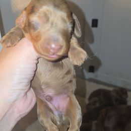 Dapple boy 2 - Dapple male Dachshund puppy in West Plains, Missouri from Spring Creek Dachshunds