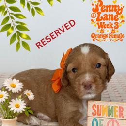 Penny Lane - Apricot female Goldendoodle puppy in Frostproof, Florida from Lover Dover Doodles