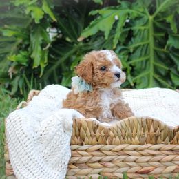 Charlie 🩶💙 - Maltipoo puppy from Momma Mia's Maltipoos