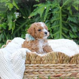 Charlie 🩶💙 - Maltipoo puppy from Momma Mia's Maltipoos
