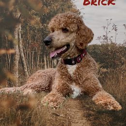Brick - Poodle
