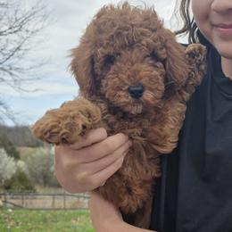 Boy 2 - Red  male Goldendoodle puppy in Bristol, Tennessee from 4goldendoodles