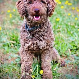 Elvis - Apricot male Aussiedoodle puppy in Mulino, Oregon from Korbella Farm