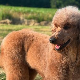 Goldendoodles and Poodles from Twin Oak Goldendoodles