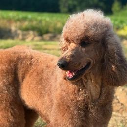 Goldendoodles and Poodles from Twin Oak Goldendoodles