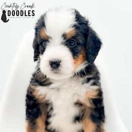 JACK - Tri-color male Bernedoodle puppy in Tipton, Indiana from Country Creek Doodles