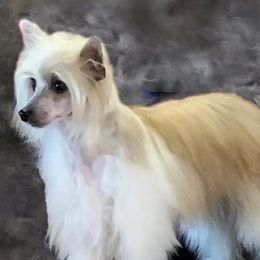 Jenny - Chinese Crested