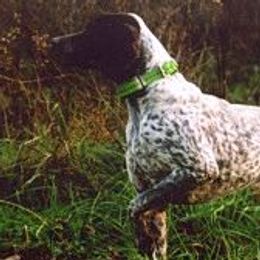 Tad - German Shorthaired Pointer
