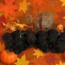 Boy 4 - Black male Poodle puppy in Chester, South Carolina from Classic Biewers