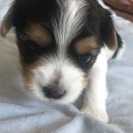 Biewer Terrier and Yorkshire Terrier Puppies from Niko Kennel