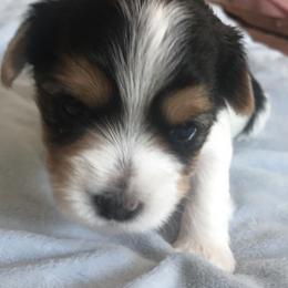 Biewer Terrier and Yorkshire Terrier Puppies from Niko Kennel