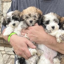 Havanese from Haslet Havanese