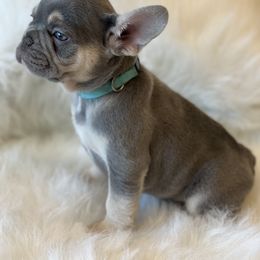 French Bulldog Puppies from L.A. French Paws