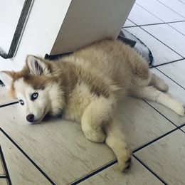 Pomsky Puppies from Royal Palm Pomskies