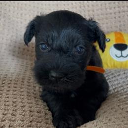 Orange collared Boy - Black male Miniature Schnauzer puppy in San Diego, California from KMS-Miniature Schnauzers