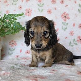 COCO - Cream female Dachshund puppy in Star, Idaho from October Hounds