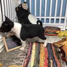 Kaya - Black and white female Basenji puppy in New Albany, Indiana from My African Gems