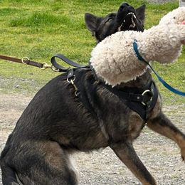 Kameka - German Shepherd