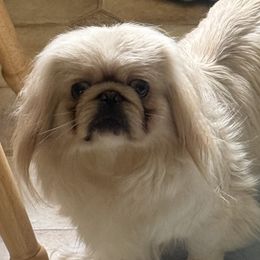 Biscuit southern biscuit and gravy - Pekingese